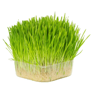 Catnip Grass